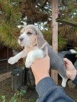 Beagle Blue