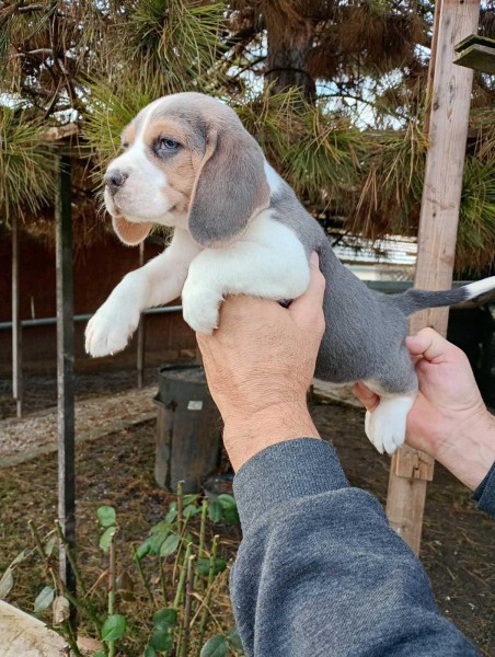 Beagle Blue