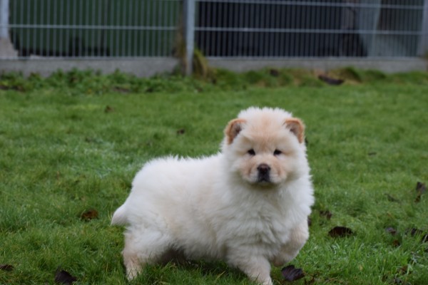 Chow Chow (reu) 66870