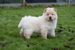 Chow Chow (reu) 66870