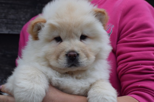 Chow Chow (reu) 66870