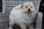 Chow Chow (reu) 66870