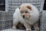 Chow Chow (reu) 66870