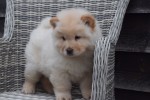 Chow Chow (reu) 66870