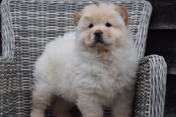 Chow Chow (reu) 66870