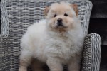 Chow Chow (reu) 66870