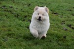 Chow Chow (reu) 66870