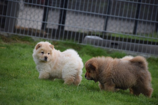 Chow Chow (reu) 66870