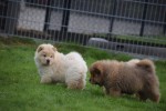 Chow Chow (reu) 66870