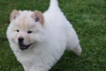 Chow Chow (reu) 66870