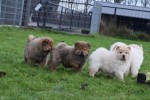 Chow Chow (reu) 66870
