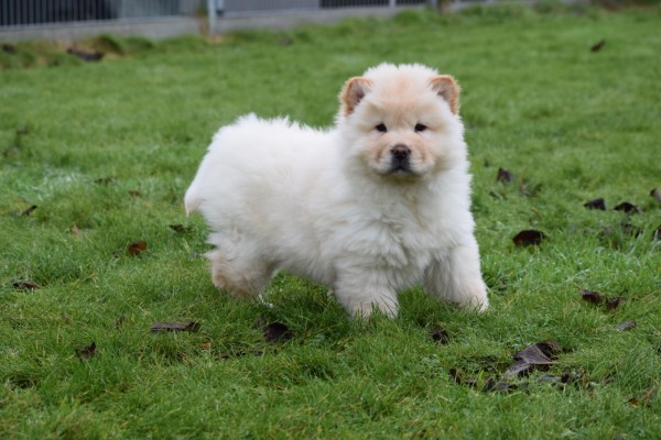 Chow Chow (reu) 66870