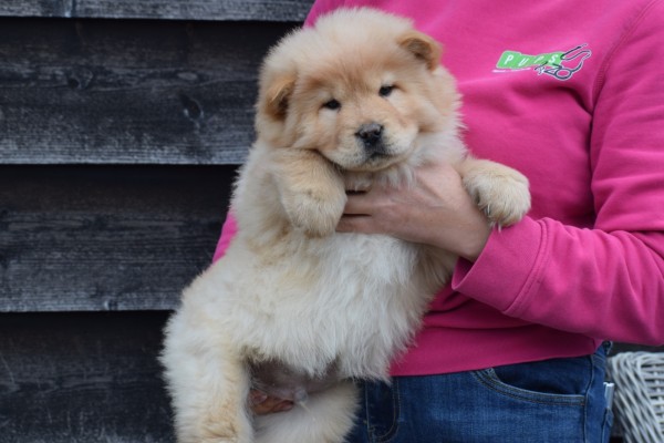 Chow Chow (reu) 40773