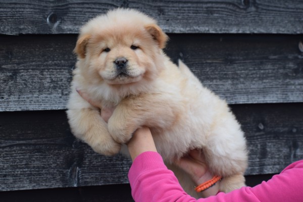 Chow Chow (reu) 40773