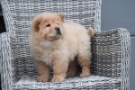 Chow Chow (reu) 40773