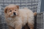 Chow Chow (reu) 40773