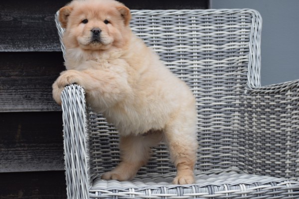 Chow Chow (reu) 40773