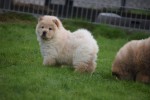 Chow Chow (reu) 40773