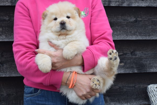 Chow Chow (teef) 39968