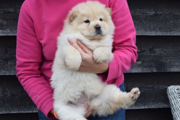 Chow Chow (teef) 39968