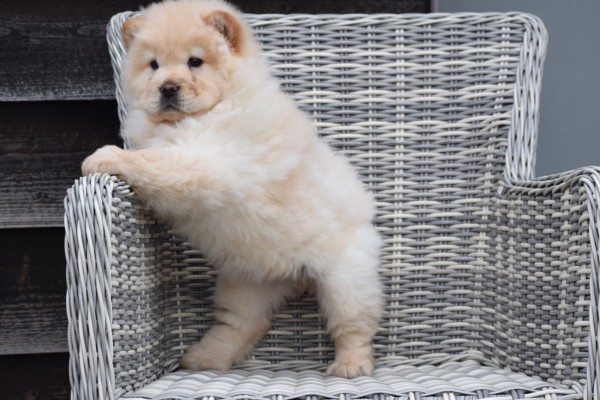 Chow Chow (teef) 39968