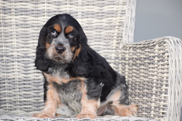 Engelse cocker spaniel (reu) 92460