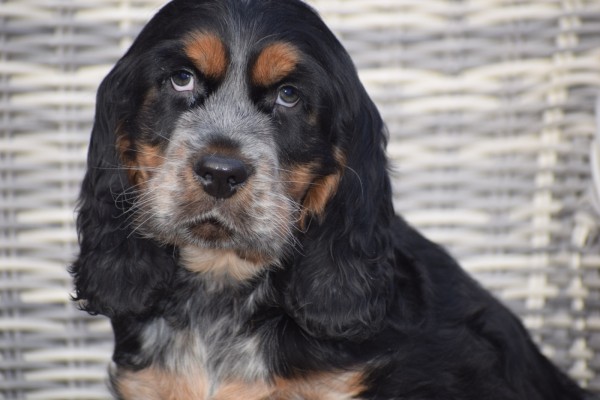 Engelse cocker spaniel (reu) 92460