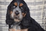 Engelse cocker spaniel (reu) 92460
