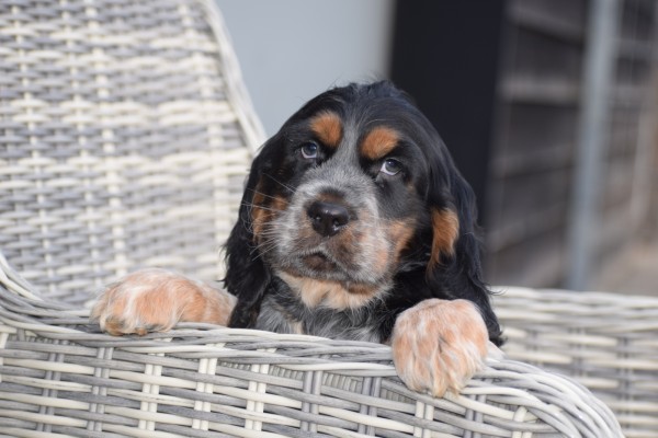 Engelse cocker spaniel (reu) 92460