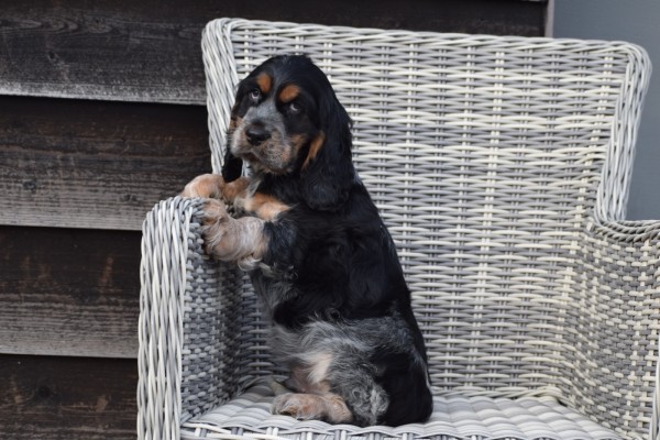 Engelse cocker spaniel (reu) 92460