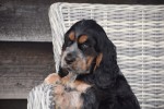 Engelse cocker spaniel (reu) 92460
