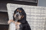 Engelse cocker spaniel (reu) 92460