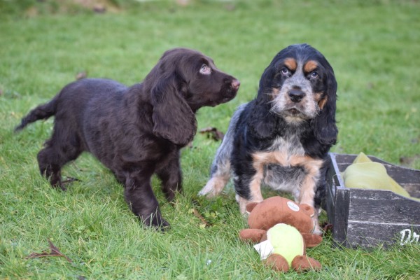 Engelse cocker spaniel (reu) 92460