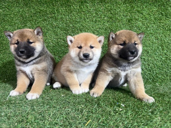 Shiba Inu nestje 