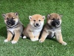 Shiba Inu nestje 