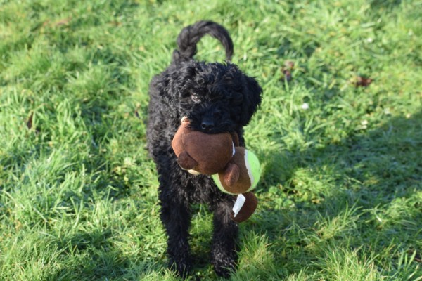 Labradoodle (teef) 77853