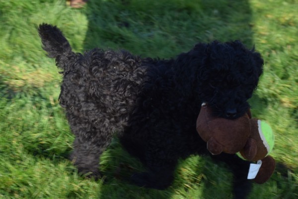 Labradoodle (teef) 77853