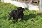 Labradoodle (teef) 71843