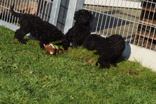 Labradoodle (teef) 71843