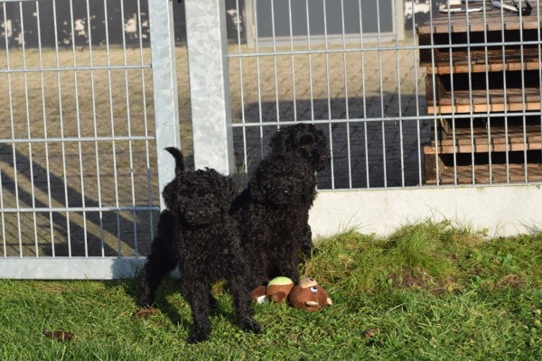 Labradoodle (teef) 71843