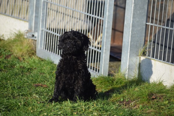Labradoodle (teef) 77799