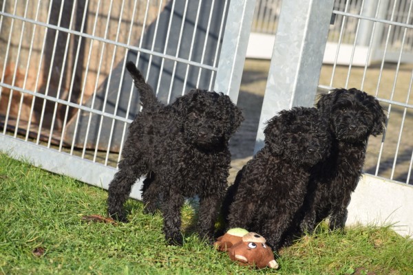 Labradoodle (teef) 77799