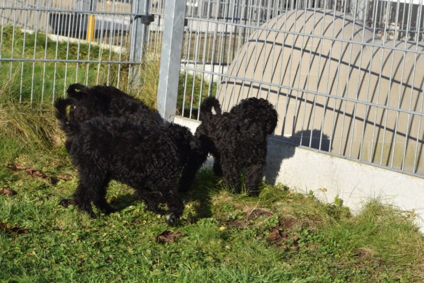 Labradoodle (teef) 77697
