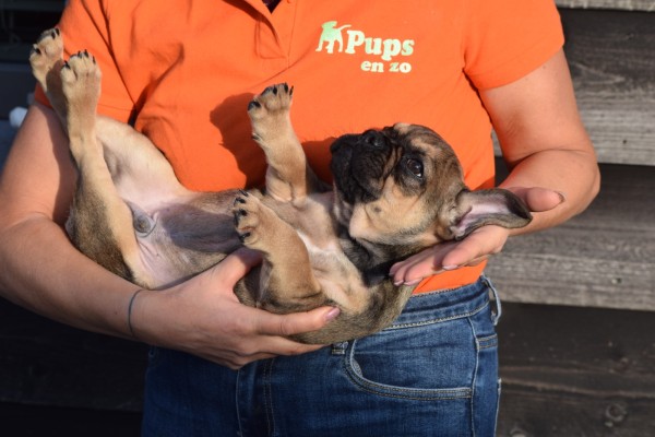 Bouldogue Francais (reu) 39774