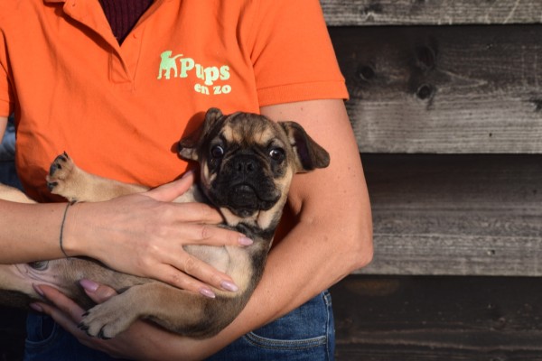 Bouldogue Francais (reu) 39774