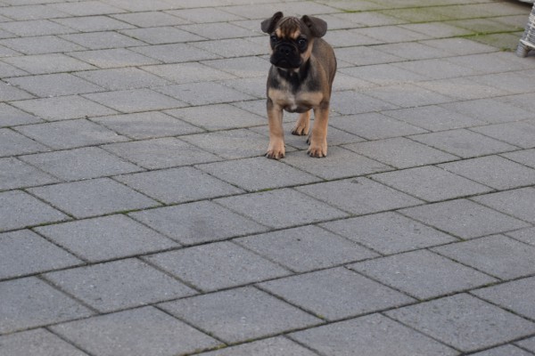 Bouldogue Francais (reu) 39774