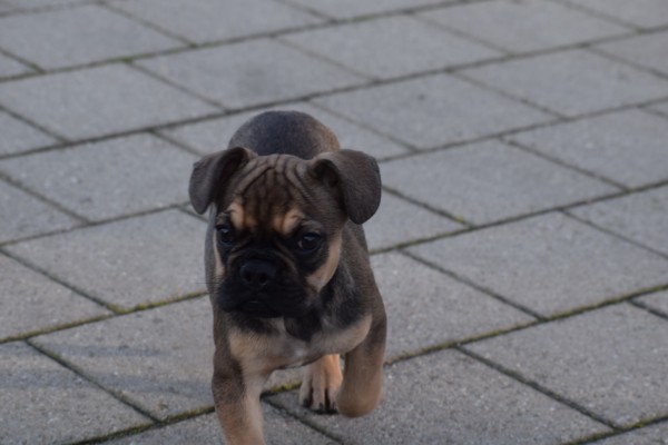 Bouldogue Francais (reu) 39774