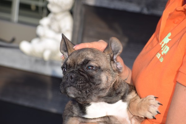 Bouldogue Francais (teef) 39794