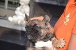 Bouldogue Francais (teef) 39794