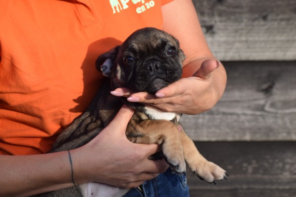 Bouldogue Francais (teef) 39794